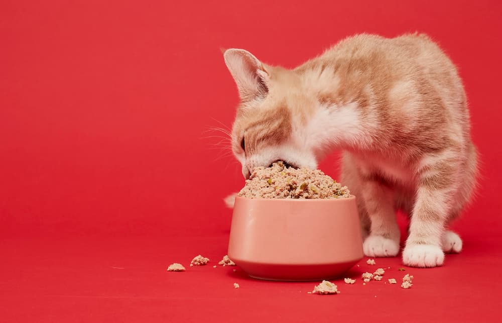 small cat eating her food from a bowl