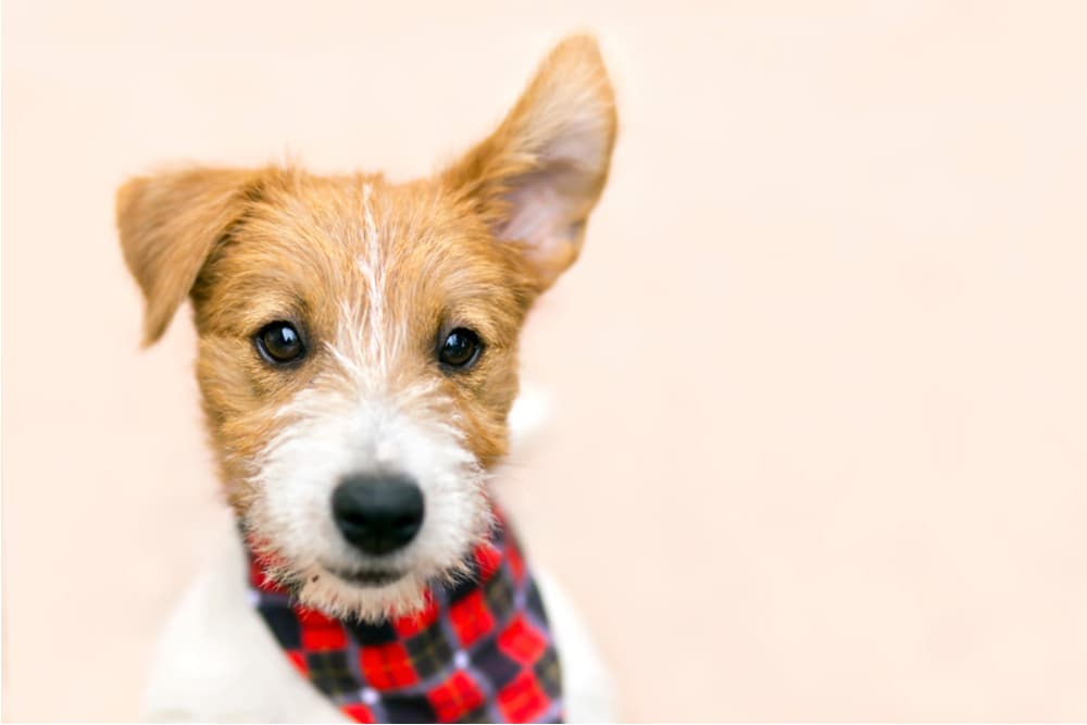 Sweet dog wearing bandana