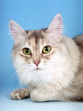 Somali cat