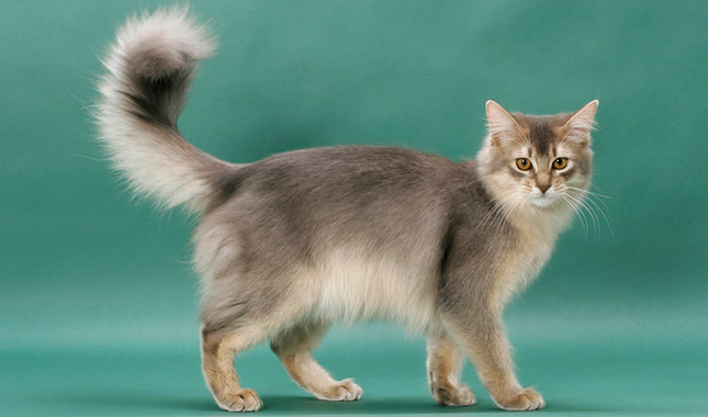 Somali cat