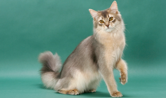 Somali Cat Looking at Camera