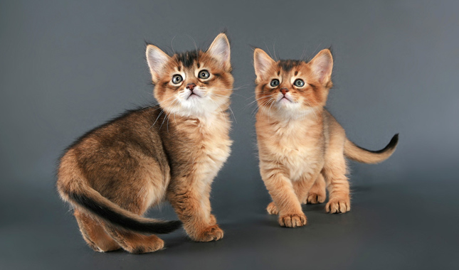 Two Somali Kittens