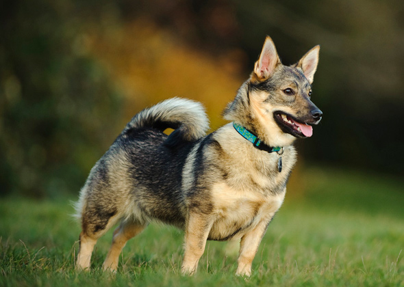 American Eskimo, Finnish Spitz, Swedish Vallhund, Keeshond, Norwegian Buhund