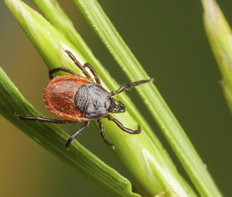 Tick on a plant