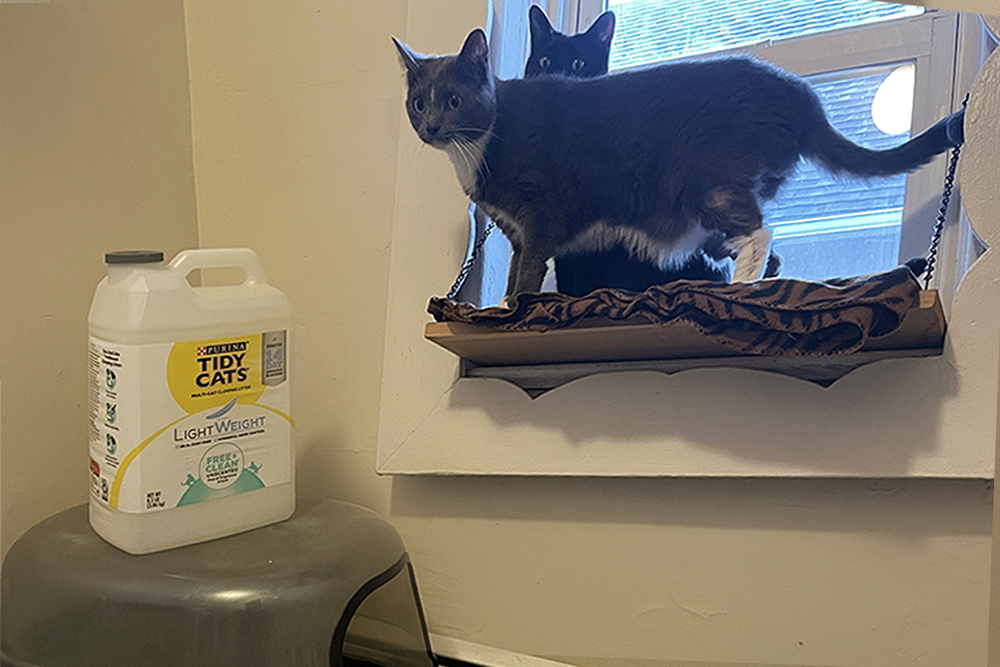 lightweight litter review for cats