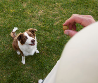 Teach your dog to sit