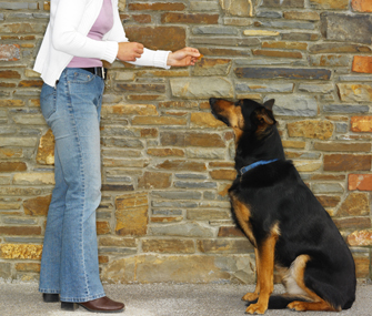 Training Your Dog? Why Rewards Work Better Than Punishment