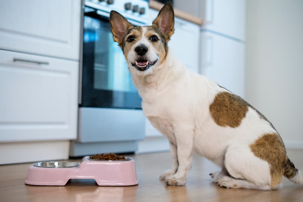 Best Vegan Dog Food: 6 Meat-Free Formulas to Try