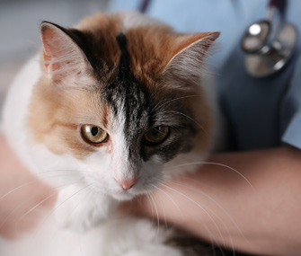 Vet holding cat