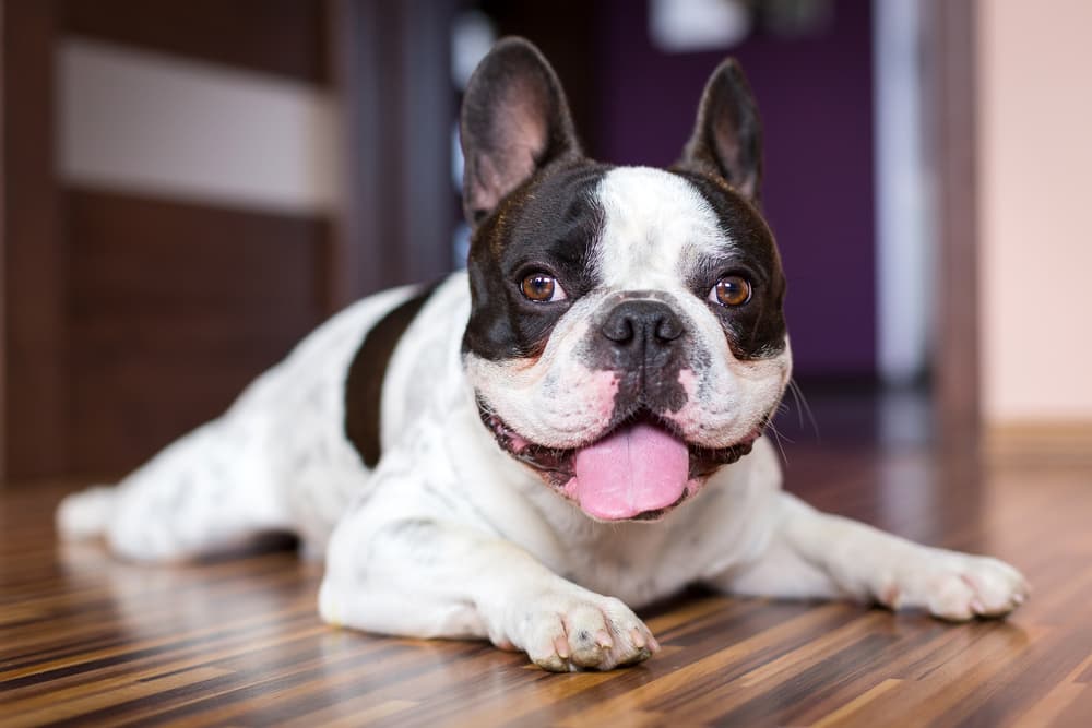 Happy bulldog laying down at home