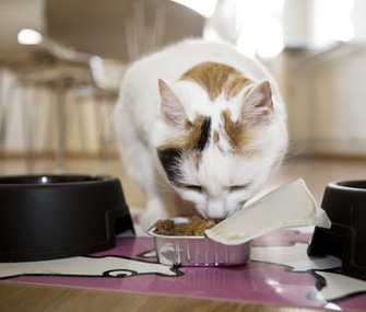 Cat eating food