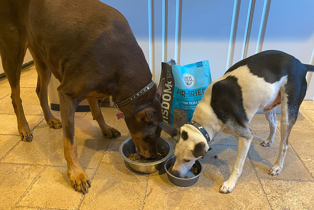 Two dogs eating their bowls of food