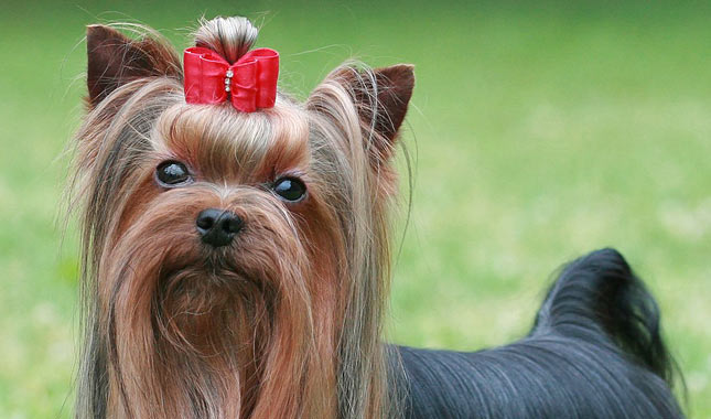 Yorkshire Terrier Dog Breed