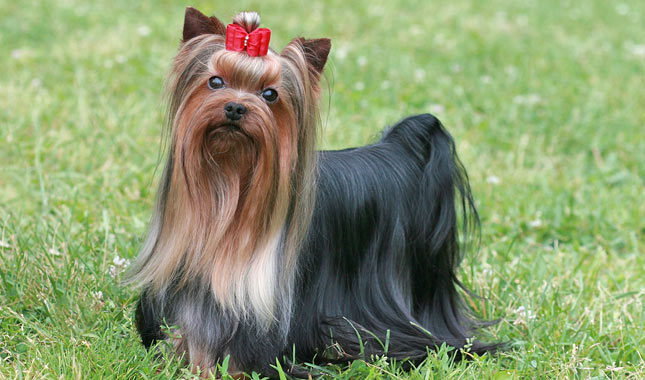 Yorkshire Terrier Dog Breed