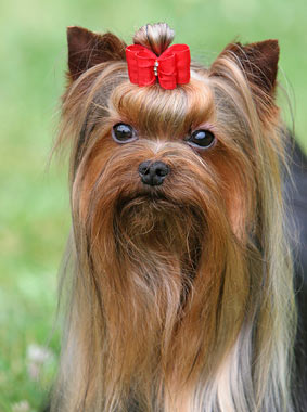 Yorkshire Terrier Dog Breed