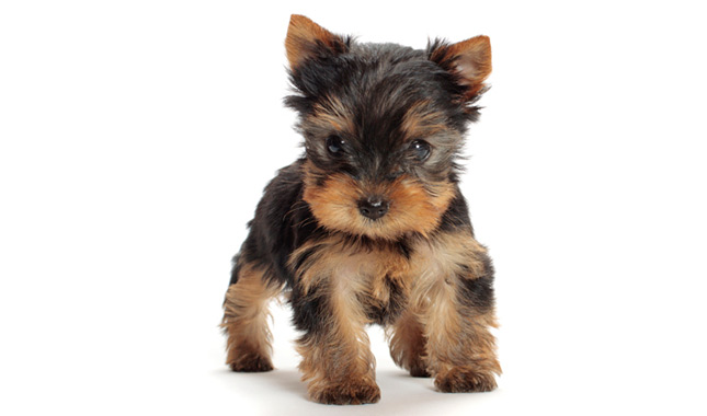 Yorkshire Terrier Dog Breed