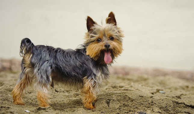 Yorkshire Terrier