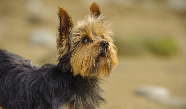 Yorkshire Terrier