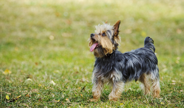 Yorkshire Terrier Outdoors Side View