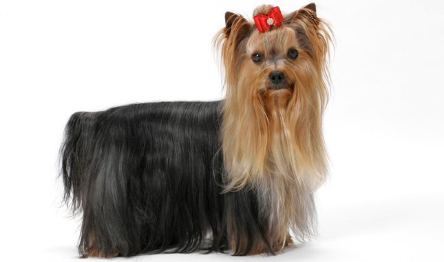 Groomed Yorkshire Terrier wearing bow