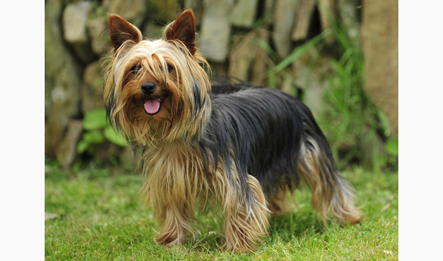 Yorkshire Terrier Standing in Grass