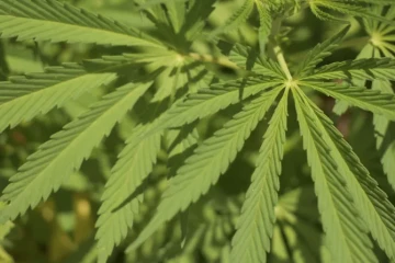 Marijuana